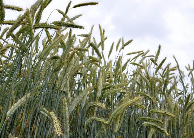 Sniega sega palīdzējusi: ziemāji Latvijā kopumā pārziemojuši labi