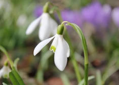 В среду с усилением ветра температура может достичь +16 градусов