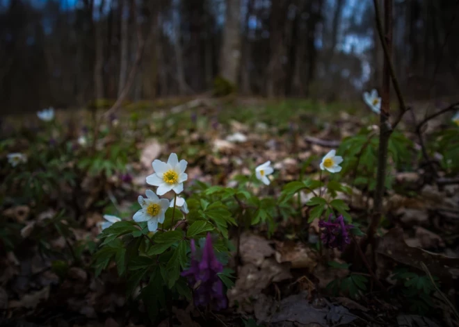 Ja Māras dienā līst, tad... Latviešu tautas ticējumi un laika vērojumi 25. martam - Māras dienai