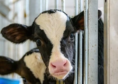 Коров отбирают и сжигают заживо: в России эпидемия ящура, о которой власти не хотят рассказывать