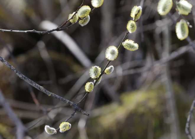 Ceturtdien Latvijas austrumu daļā gaidāms lietus, Kurzemē - brāzmains vējš