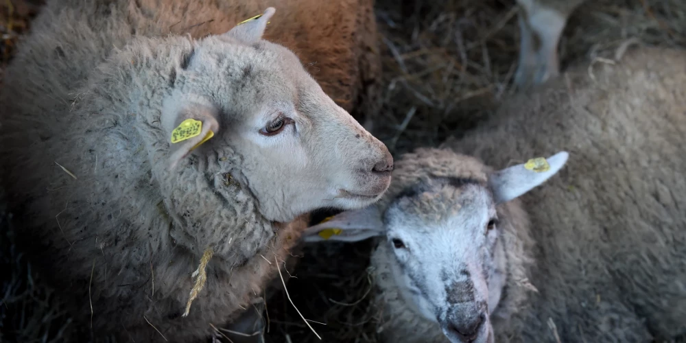 Staiceles pagasta saimniecībā "Upesmārciemi" vilki nokoduši 15 aitas. 
