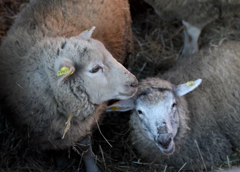 Staiceles pagasta saimniecībā "Upesmārciemi" vilki nokoduši 15 aitas. 