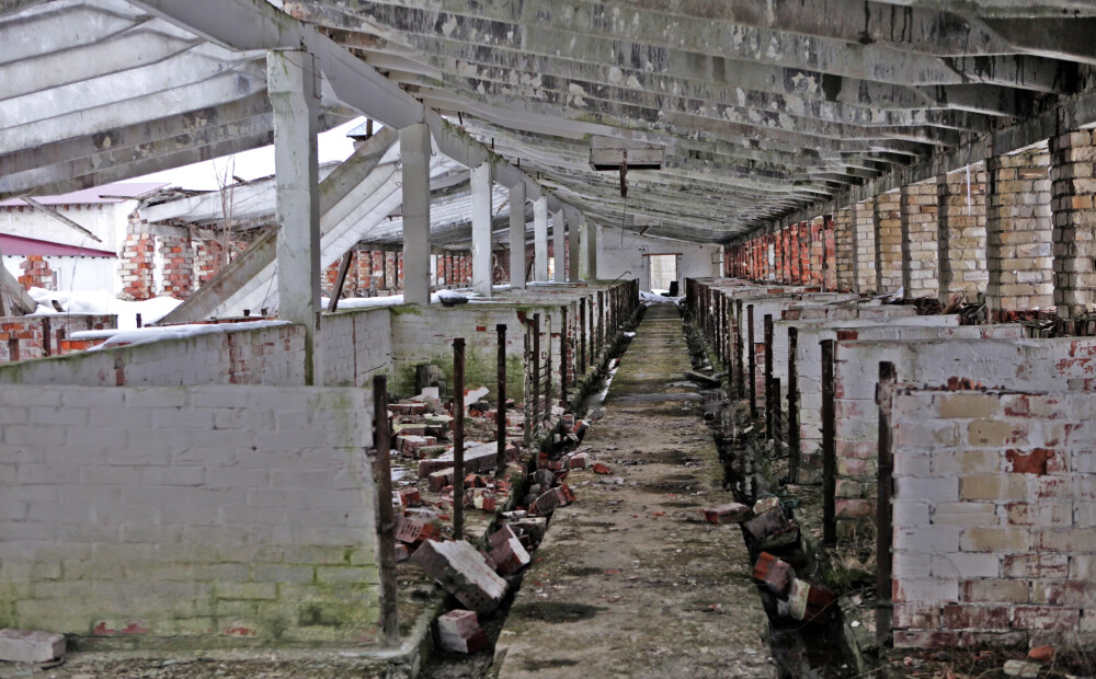 Vai Latvijā jāsatraucas? Sibīrijā masveidā izkauj mājlopus, aizdomas par bīstamu vīrusu