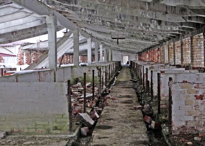 Vai Latvijā jāsatraucas? Sibīrijā masveidā izkauj mājlopus, aizdomas par bīstamu vīrusu