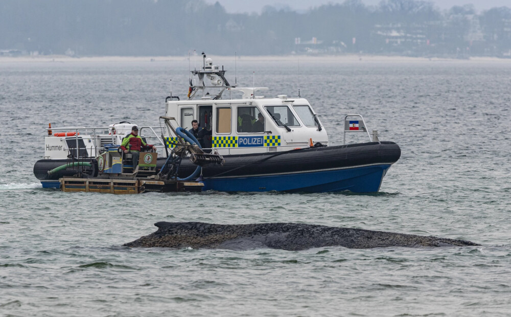 Sirdi plosošs skats Baltijas jūrā: pie pašas piekrastes lēnām dziest milzu vaļa dzīvība