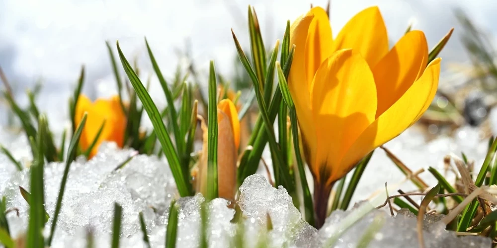 Jau nākamnedēļ laikapstākļi krasi mainīsies – kļūs ievērojami vēsāks un vietām gaidāms arī sniegs.