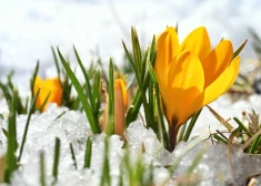 Sinoptiķi brīdina par krasām laikapstākļu izmaiņām – nākamnedēļ vietām atkal snigs