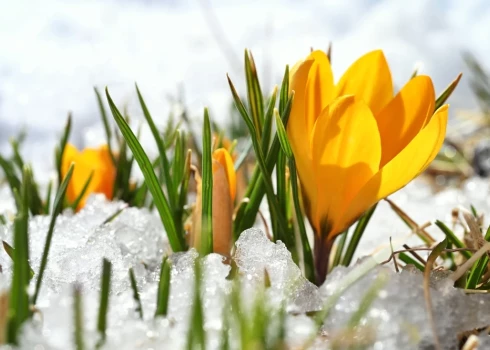  Jau nākamnedēļ laikapstākļi krasi mainīsies – kļūs ievērojami vēsāks un vietām gaidāms arī sniegs.