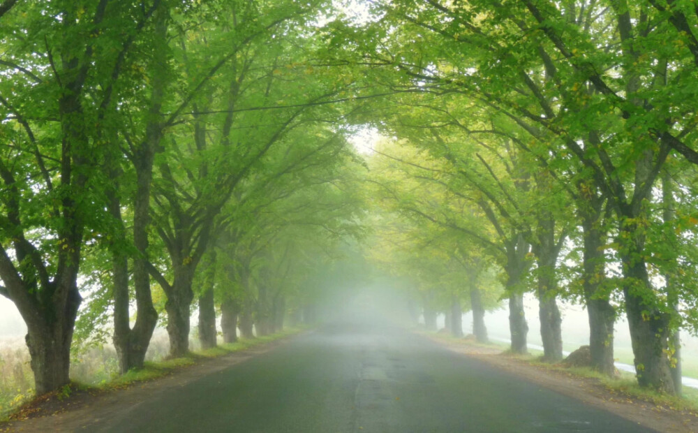 Aprīlī un maijā aicina iedzīvotājus kļūt par aleju detektīviem Kurzemē