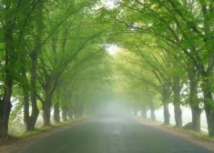 Aprīlī un maijā aicina iedzīvotājus kļūt par aleju detektīviem Kurzemē