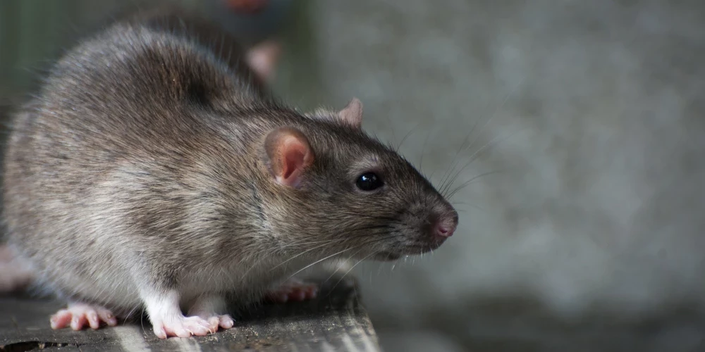 Žurkas dēļ rīdzinieki palikuši bez elektrības.