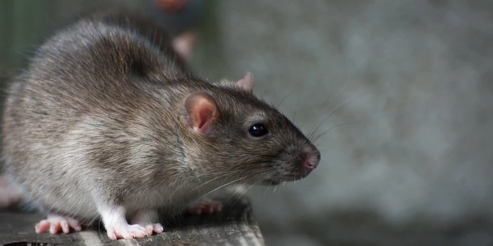 Иллюстративное фото.