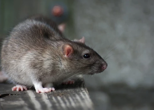 Иллюстративное фото.