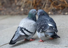 Pētījums: šis kopīgais projekts izjauc katru piekto laulību