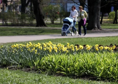 Piektdien būs pavasarīgi silts un saulains laiks.