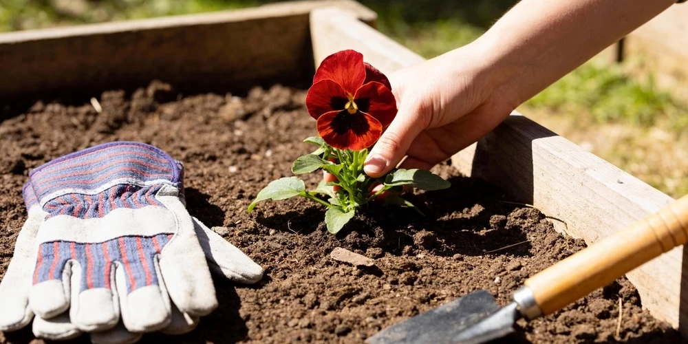 Siguldas novada pašvaldība aicina iedzīvotājus izmantot iespēju iznomāt mazdārziņu teritorijas.