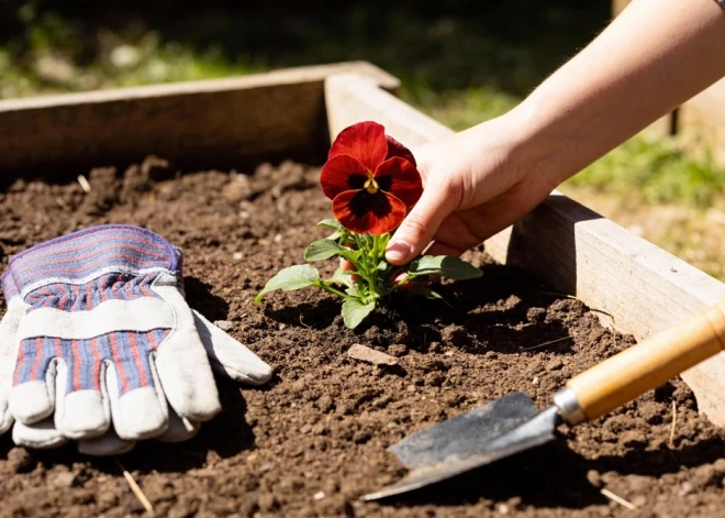 Audzē pats: Siguldas novadā aicina izmantot mazdārziņu nomas iespējas
