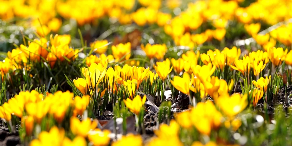 Marta pēdējās dienās nav gaidāmi lieli nokrišņi.