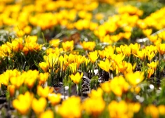 Mēneša laikā krituši 127 siltuma rekordi, taču aprīļa sākumā laikapstākļi mainīsies