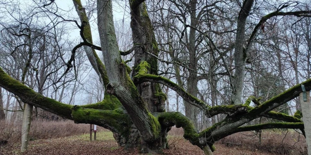 Valdemārpils Elku liepa.