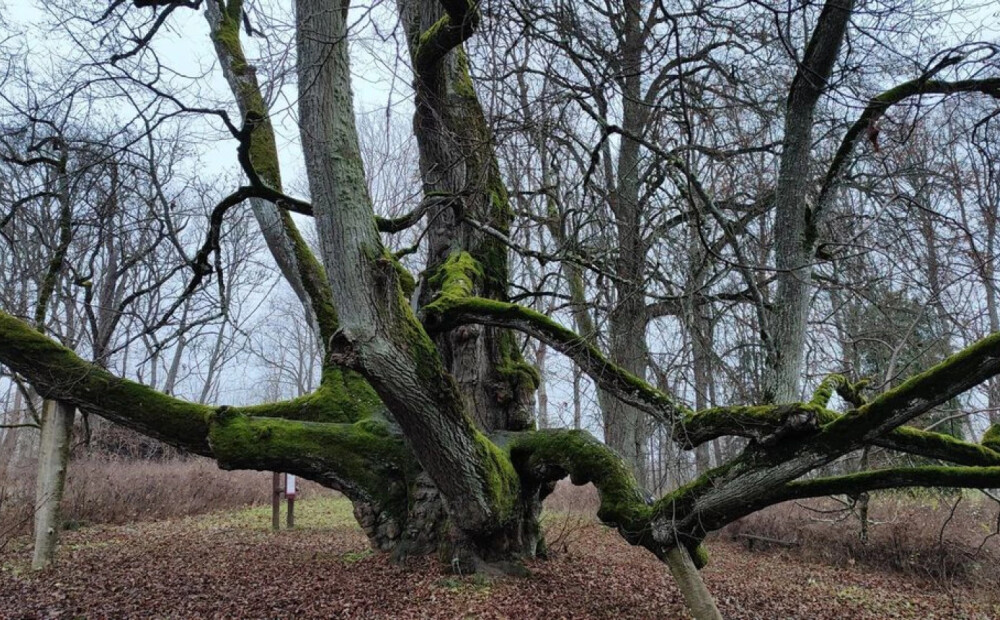 Par "Eiropas Gada koku 2026" atzīts Lietuvas Lauku ozols. Valdemārpils Elku liepa 4. vietā