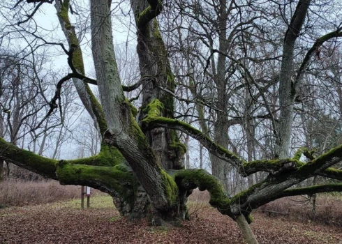 Valdemārpils Elku liepa.