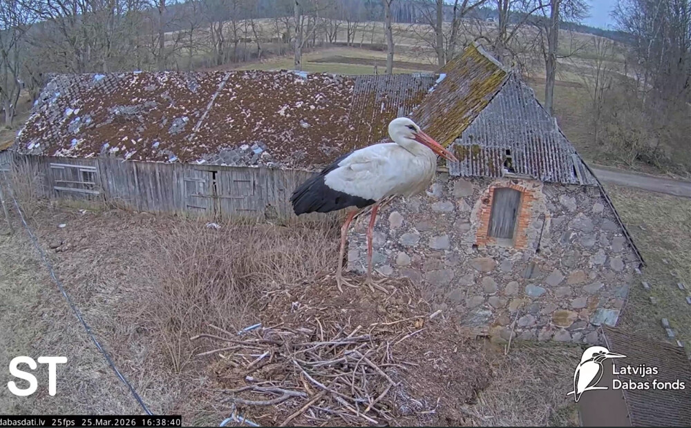 VIDEO: sākusies aktīvā balto stārķu ligzdošanas sezona – varēs vērot jaunas ligzdas tapšanas procesu