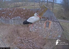 VIDEO: sākusies aktīvā balto stārķu ligzdošanas sezona – varēs vērot jaunas ligzdas tapšanas procesu