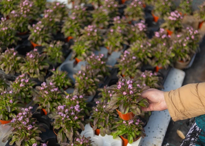 Jūrmalas apstādījumos šopavasar dominēs dabas motīvi
