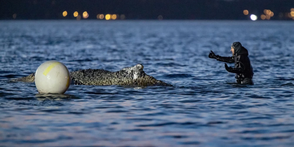 Cīņa par vaļa dzīvību nesusi augļus (foto: Scanpix / dpa / picture-alliance)