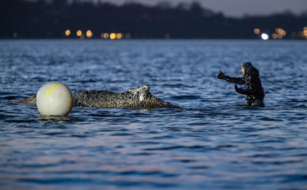Baltijas jūras drāma: ir būtiski jaunumi cīņā par milzu vaļa dzīvību