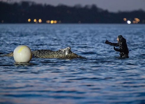 Cīņa par vaļa dzīvību nesusi augļus (foto: Scanpix / dpa / picture-alliance)