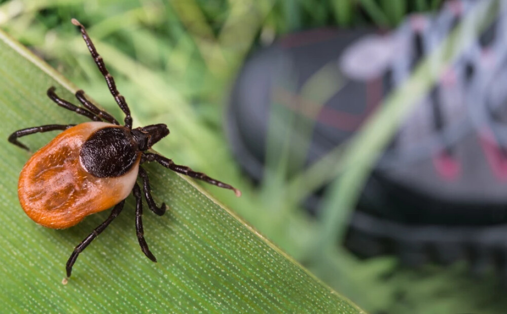 SPKC: sākas ērču aktivitātes sezona – saslimstības dati apliecina augstu risku Latvijā