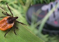 SPKC: sākas ērču aktivitātes sezona – saslimstības dati apliecina augstu risku Latvijā
