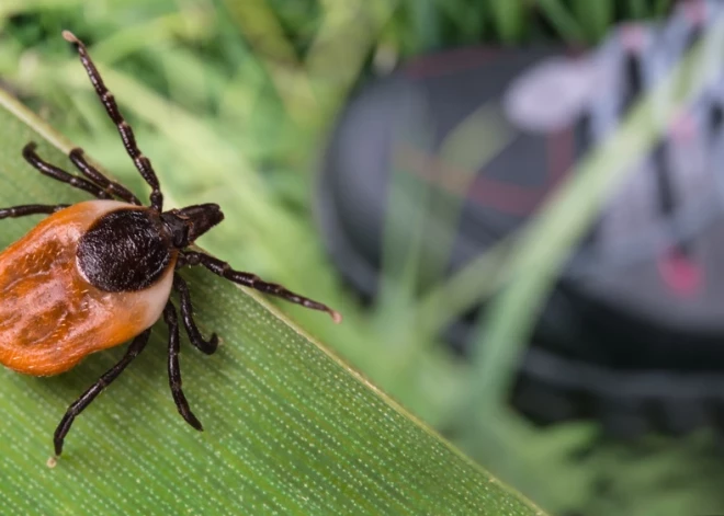 SPKC: sākas ērču aktivitātes sezona – saslimstības dati apliecina augstu risku Latvijā