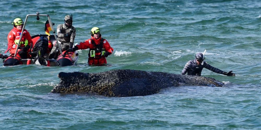 У побережья Германии на мелководье застрял огромный кит.