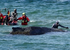 Чудо в Балтийском море: застрявший у побережья кит ожил и поплыл к свободе