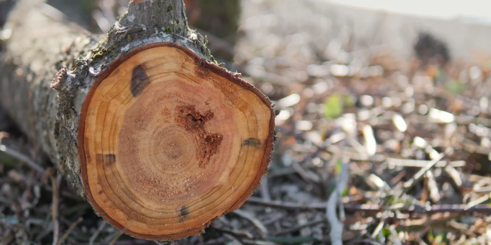 Izciršana plānota līdz 30. aprīlim.