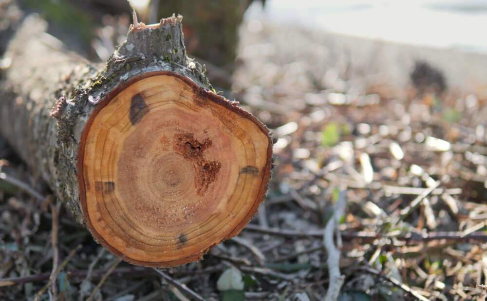 Turpinās Olektes krastu sakopšana; priekšā koku un krūmu ciršana