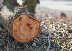 Turpinās Olektes krastu sakopšana; priekšā koku un krūmu ciršana