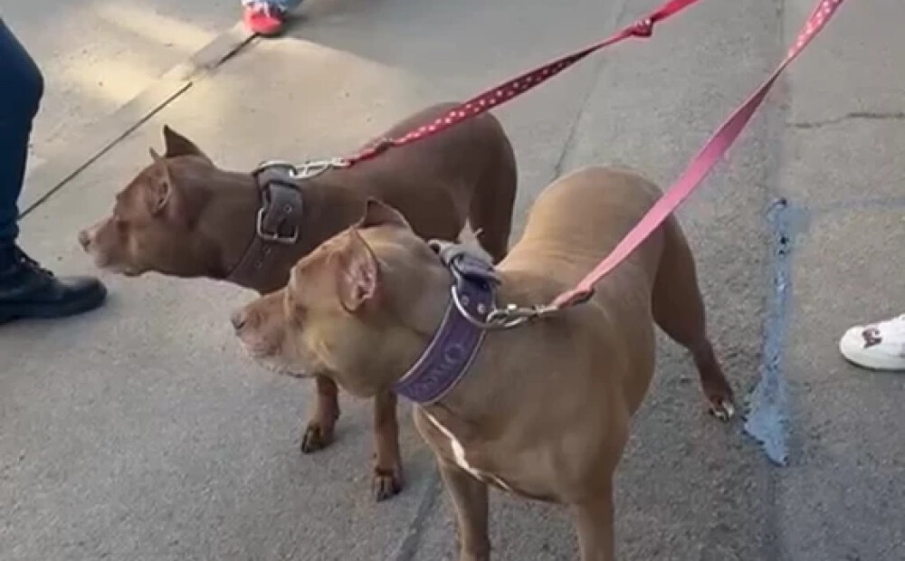 Jauns.lv kļūst liecinieki PVD mēģinājumam “izvērtēt” Kristapa Zuša suņu agresivitāti