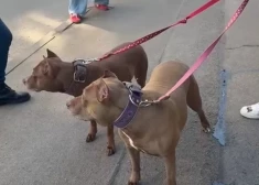 VIDEO: Jauns.lv kļūst liecinieki PVD mēģinājumam “izvērtēt” Kristapa Zuša suņu agresivitāti