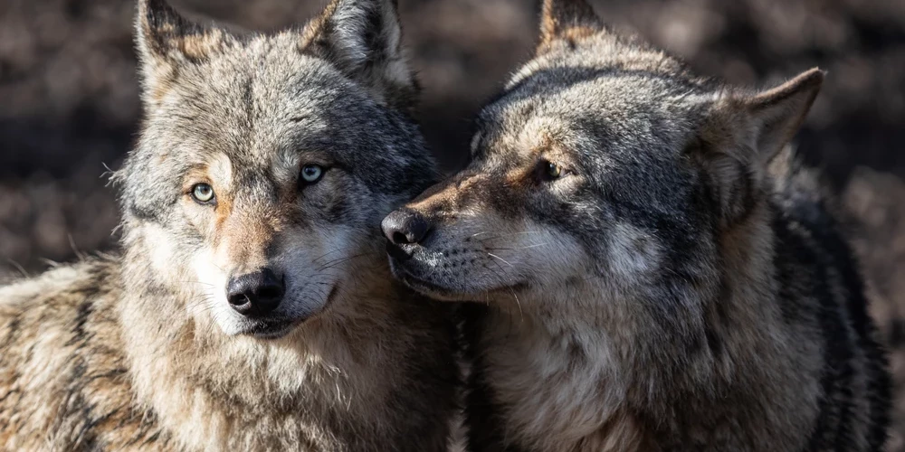Smaga lēmuma dēļ parkā zaudēts viss vilku bars.