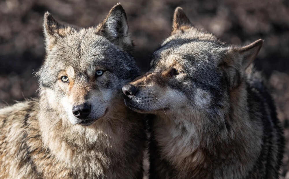 Šokējošs lēmums Anglijā: savvaļas dzīvnieku parks iemidzina visu vilku baru
