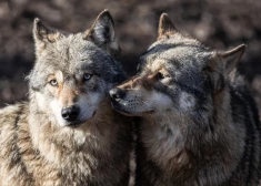 Šokējošs lēmums Anglijā: savvaļas dzīvnieku parks iemidzina visu vilku baru