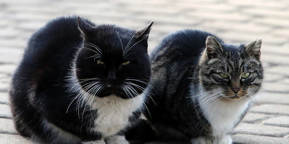 Kaķi Kronvalda parkā.