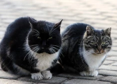 Sestdiena Latvijā būs saulaina un sausa