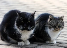 Суббота в Латвии будет солнечной и теплой