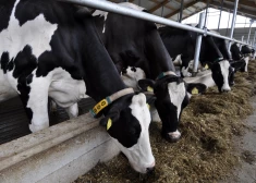 Кто на самом деле загрязняет природу - неожиданный ответ латвийского эксперта